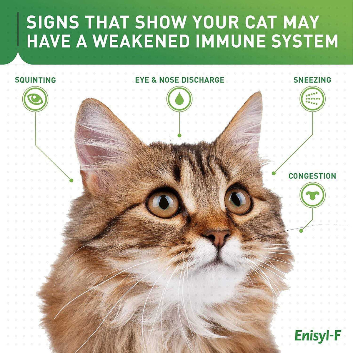 L-Lysine Chews for Cats & Kittens V56980