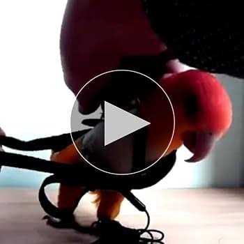 Adjustable Bird Harness and Leash K5315