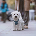 Pet Harness and Leash Set D7833