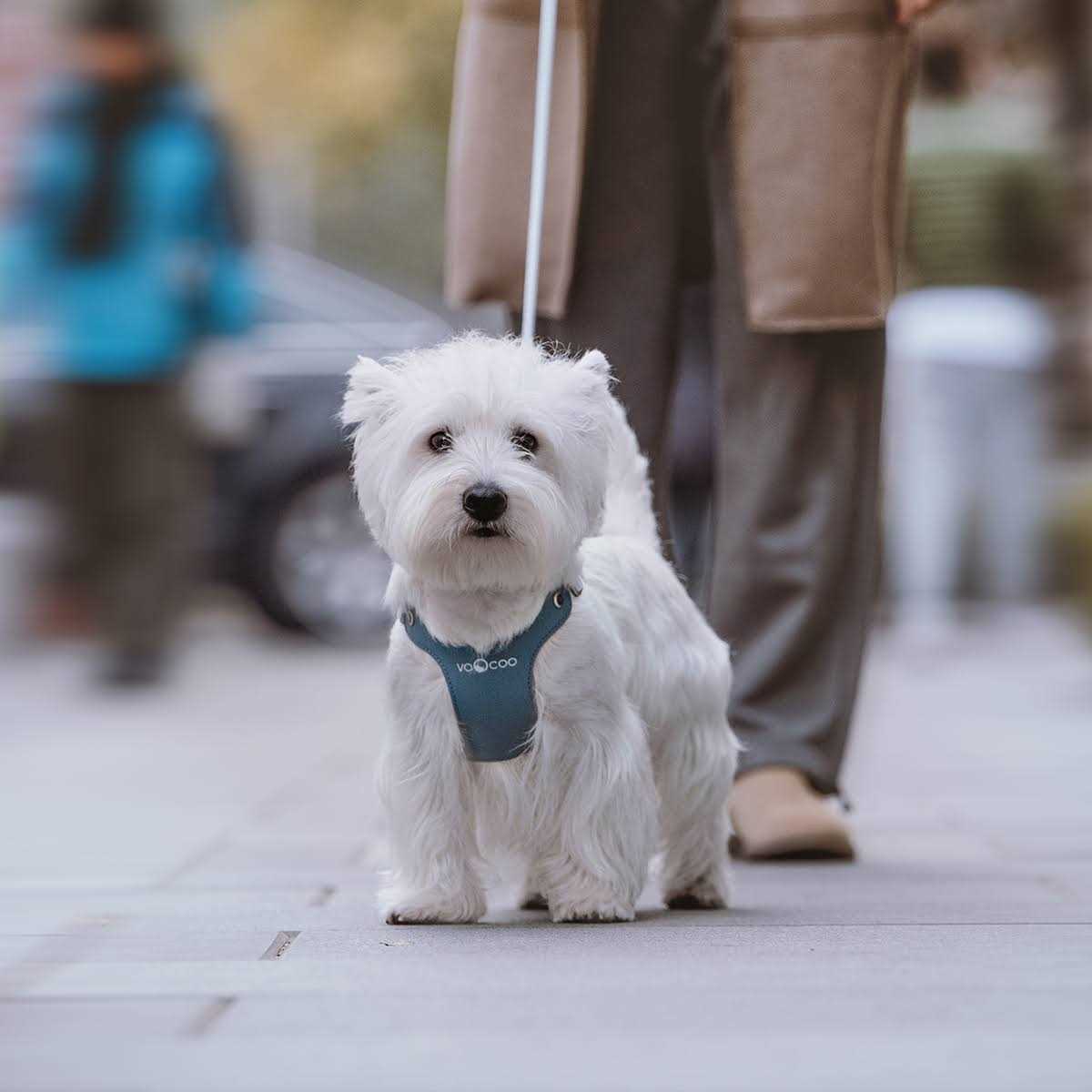 Pet Harness and Leash Set D7833