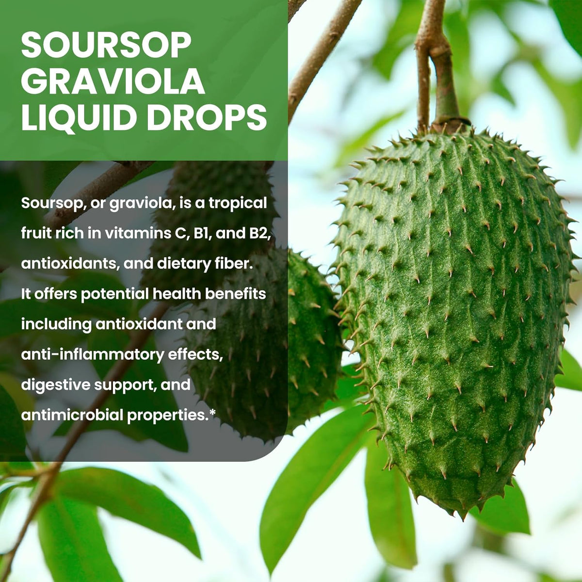 Soursop Graviola Liquid Drops 1500mg with Green Tea, Black Seed Oil, Turmeric, Natural-B Flavor 2 Fl Oz J460
