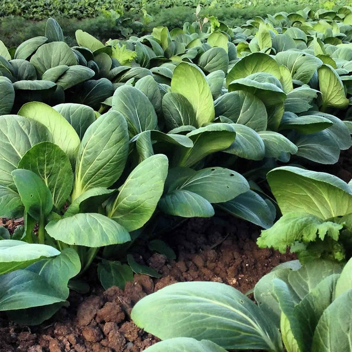 White Stem Pak Choi Cabbage Seeds, 25 lb, Non-GMO B285071