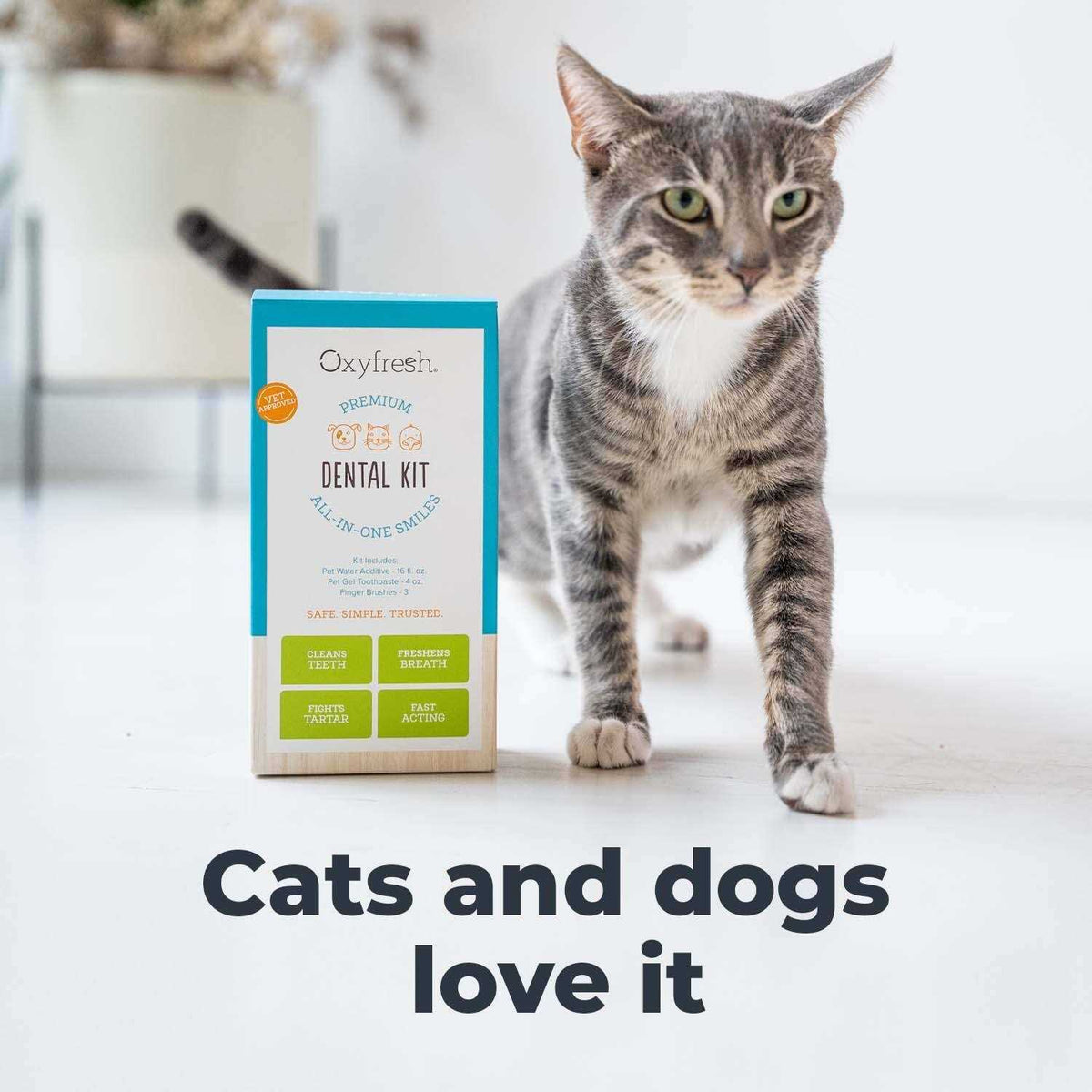 Pet Dental Kit P43776