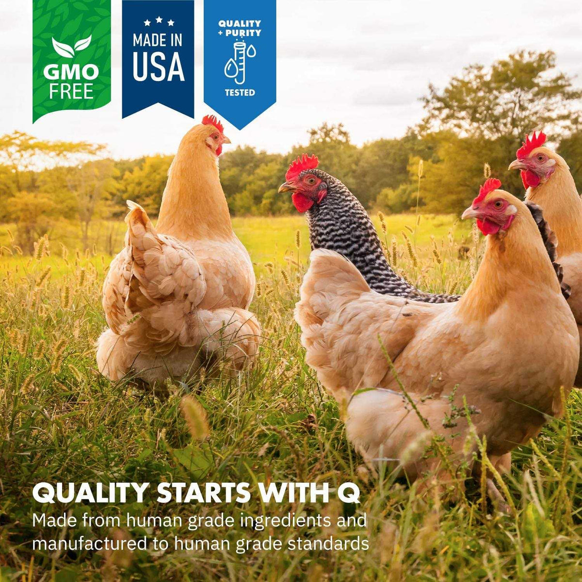 Probiotics for Chickens & Poultry Z2162